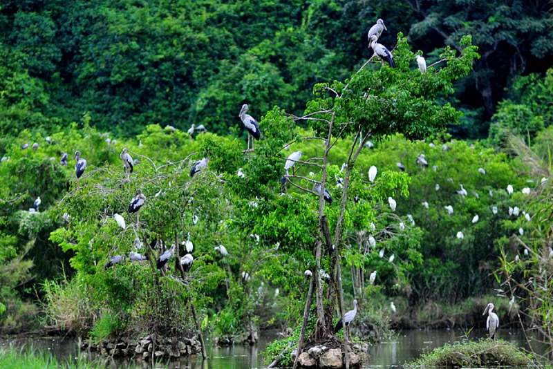 Nguyên nhân suy giảm đa dạng sinh học