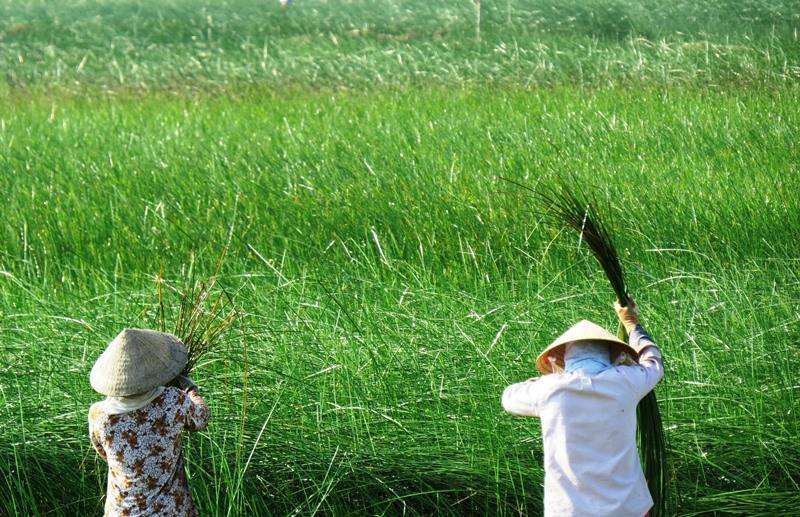 Thu hái cỏ bàng