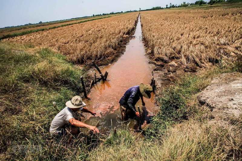 Xâm nhập mặn là gì và nguyên nhân